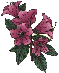 azalea